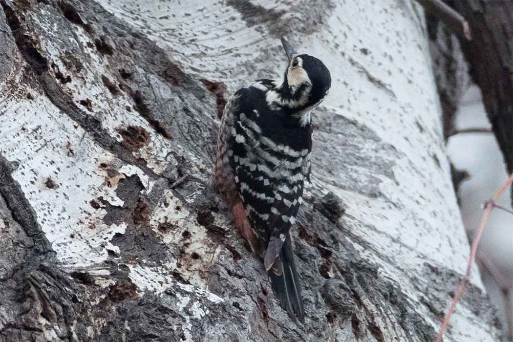 White-backed Woodpecker